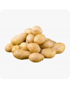 Bulbes de pommes de terre
