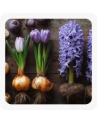 Bulbes à fleur