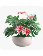 Plantes d’intérieur près de Chambéry | Au Jardin des Plantes