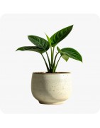 Plantes vertes