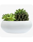 Succulentes