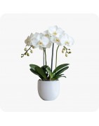 Orchidées