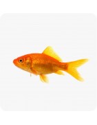 Poissons