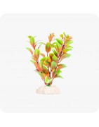 Plantes