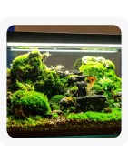 Éclairage aquarium