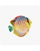 Nos poissons