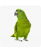 Nos oiseaux