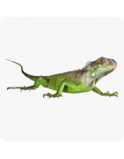 Reptiles