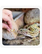 Nourriture pour reptiles | Animalerie Chambéry – Au Jardin des Plantes