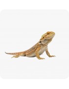 Nos reptiles