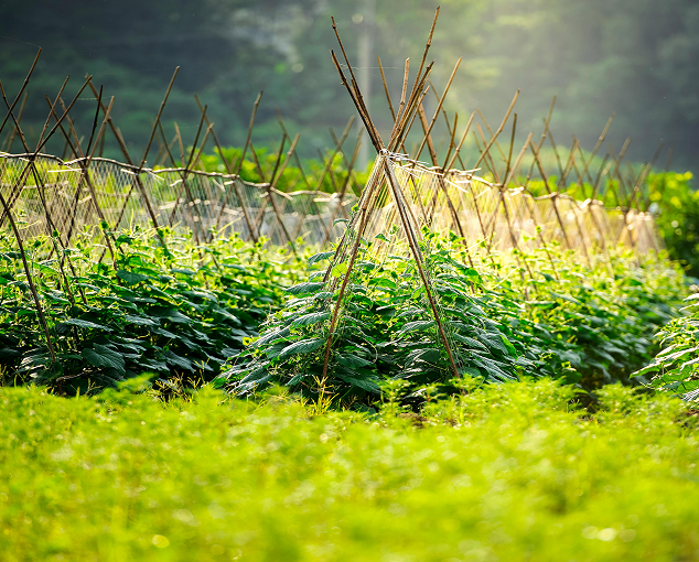 Aménagements de jardin