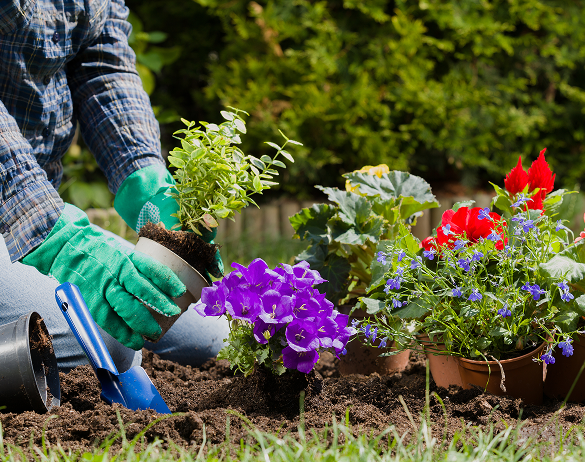 traitement plantes