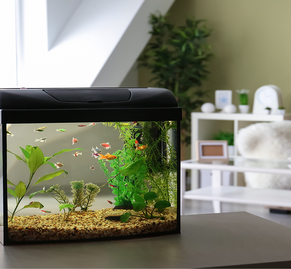 poissons