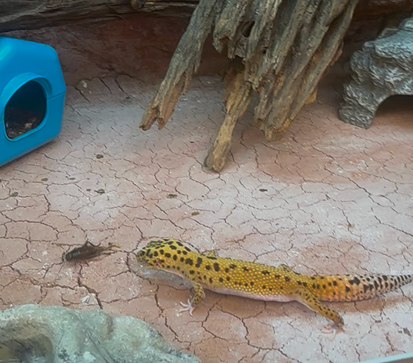 Nourriture pour reptiles