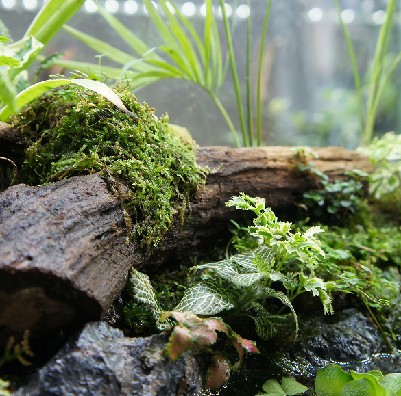 Terrariums pour reptiles