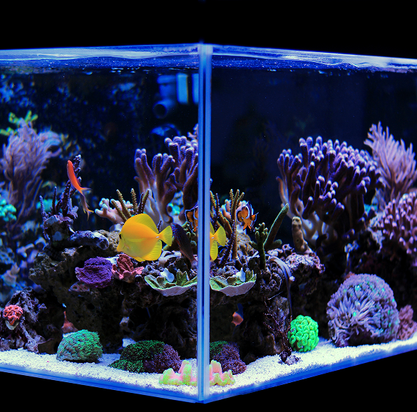 poisson aquarium