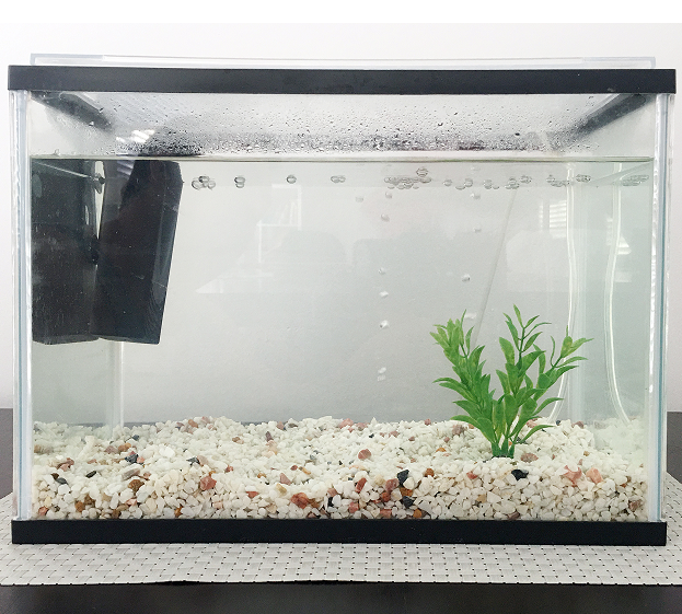 poisson aquarium