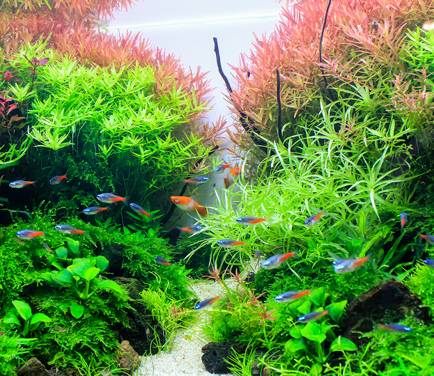 accessoires pour aquarium