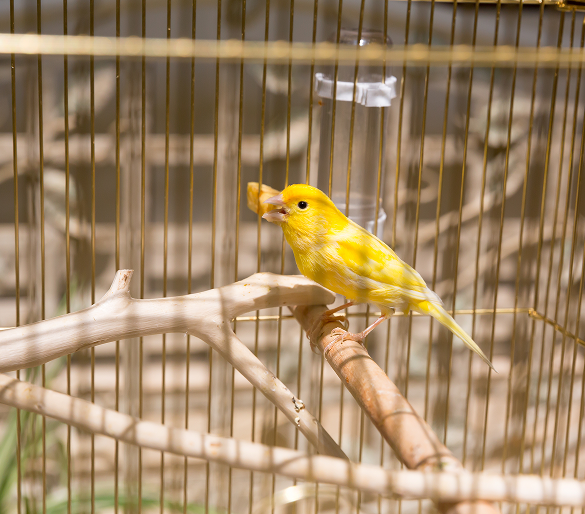 Volières pour oiseaux