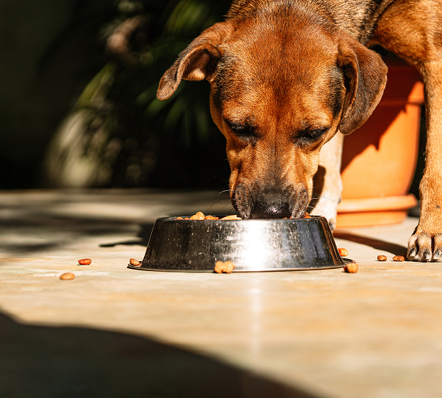 Produits pour chiens