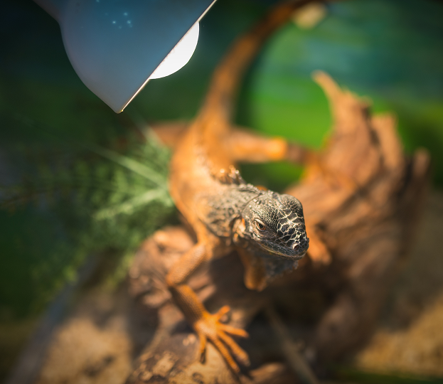 Entretien terrarium