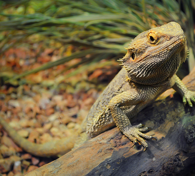Terrariums pour reptiles