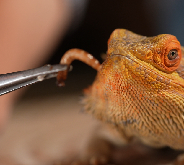 Nourriture pour reptiles
