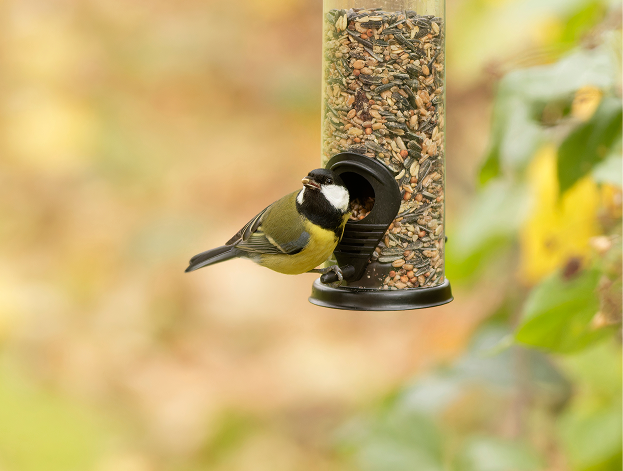 oiseaux de compagnie