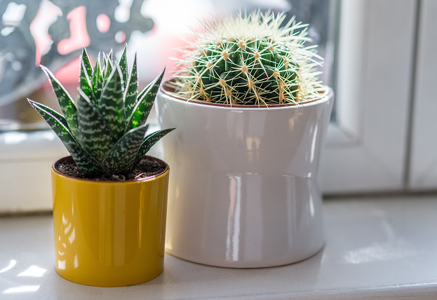 Plantes d'intérieur