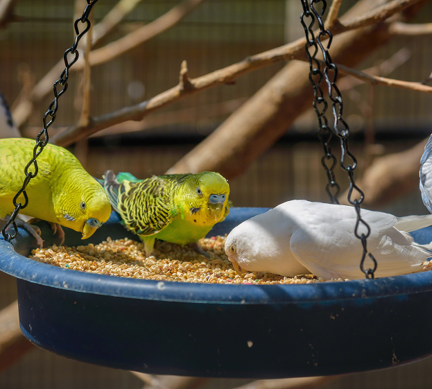 Nourriture pour oiseaux