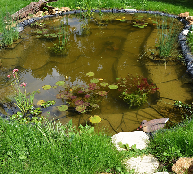 Bassins pour poissons