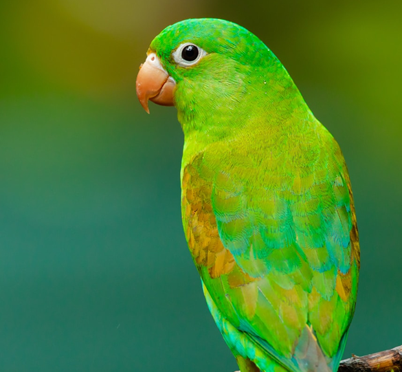 oiseaux de compagnie