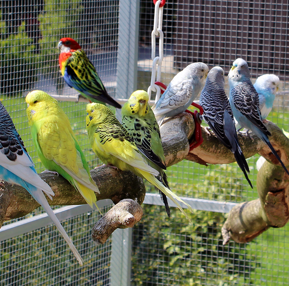 Volières pour oiseaux