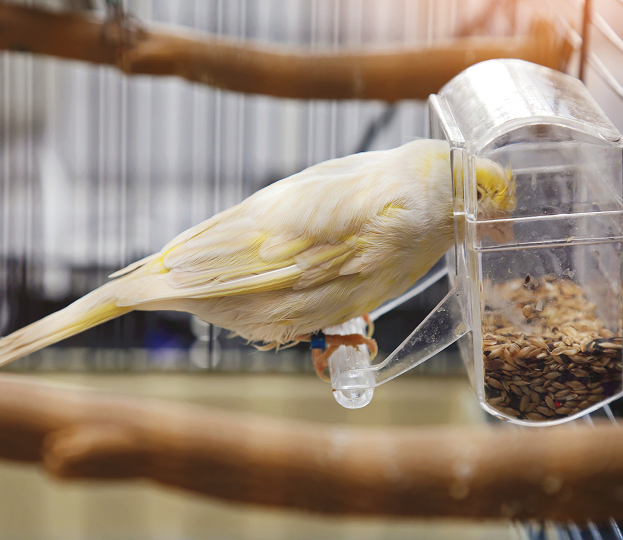 Nourriture pour oiseaux