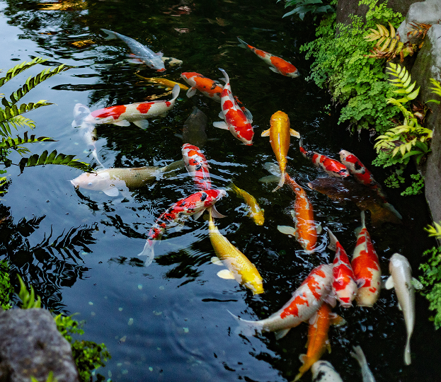 Bassins pour poissons