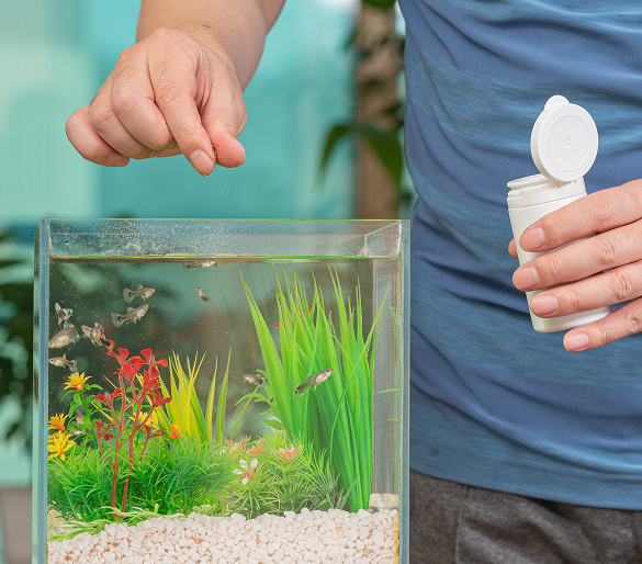nourriture pour poisson