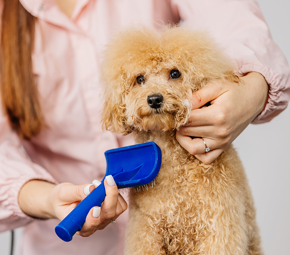 Produits pour chiens