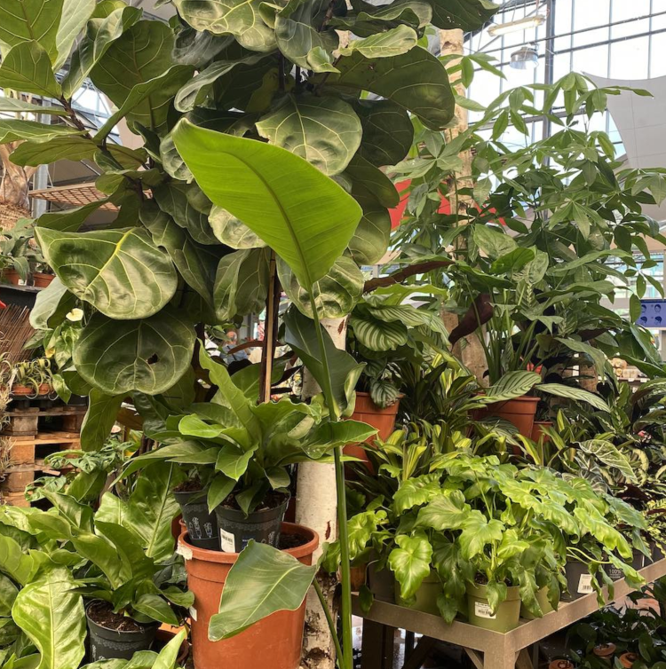 PLANTES