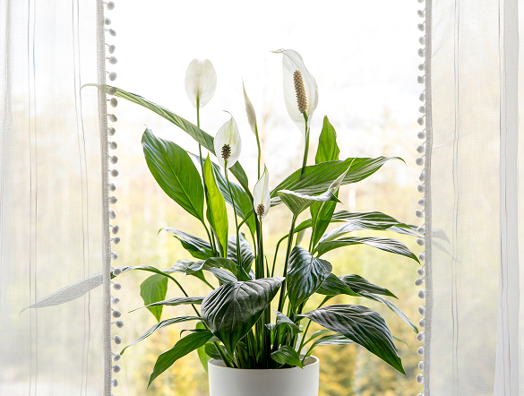 Plantes d'intérieur