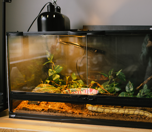 Accessoires terrarium