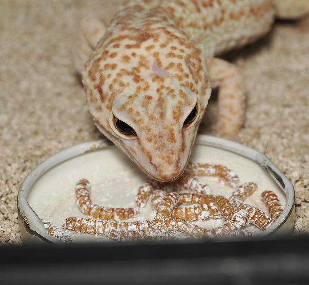 reptile domestique