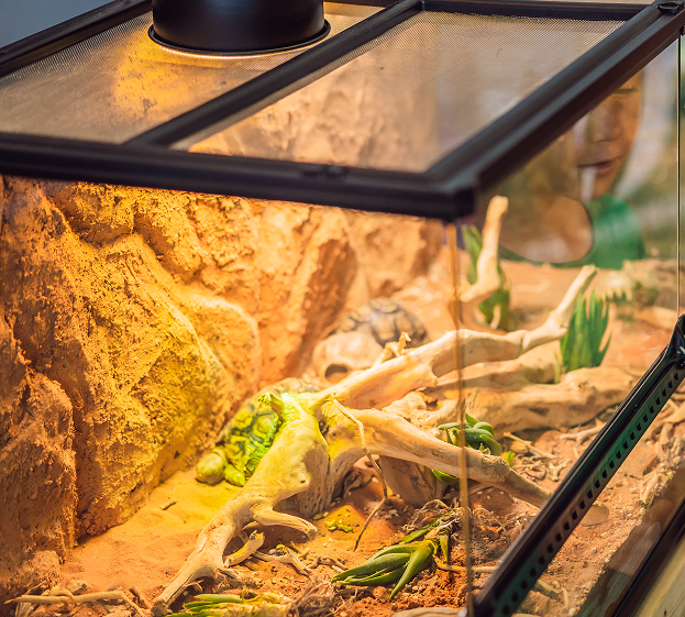 Accessoires terrarium