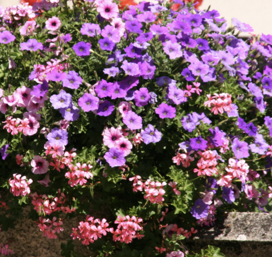 PLANTES