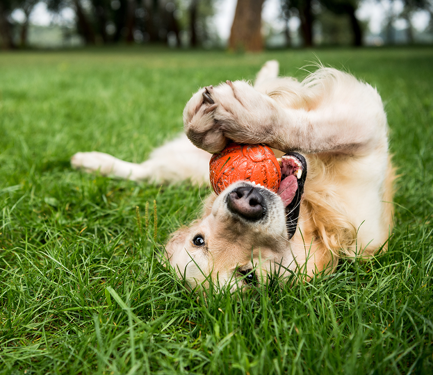 Produits pour chiens
