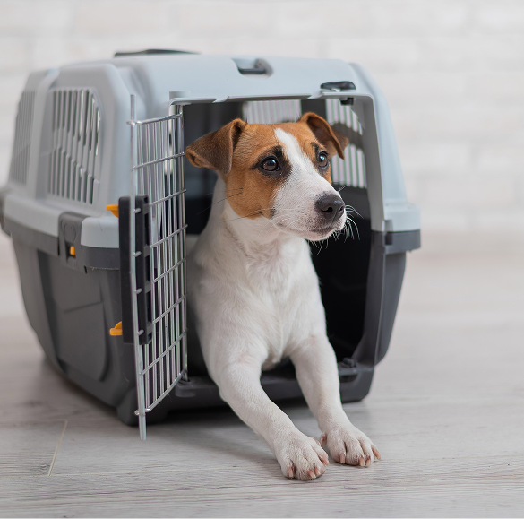 Produits pour chiens