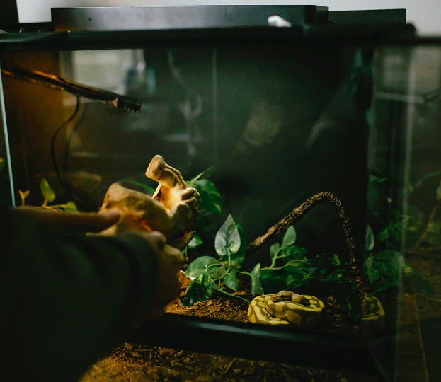 Terrariums pour reptiles