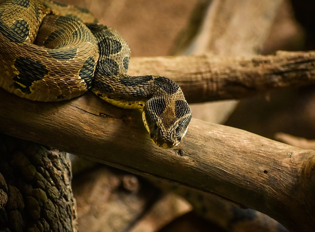 reptile domestique