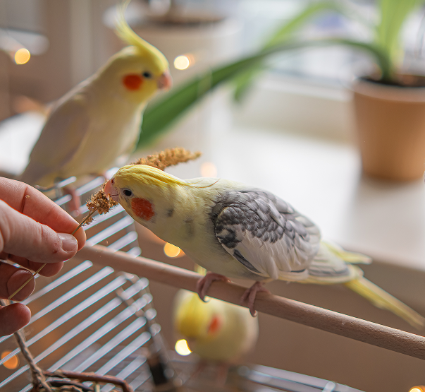 oiseaux de compagnie