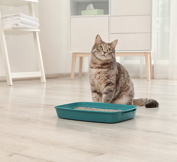 matériels pour chats