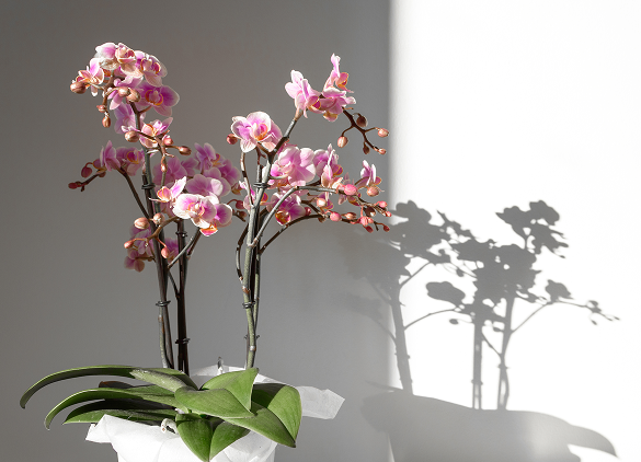 Plantes d'intérieur